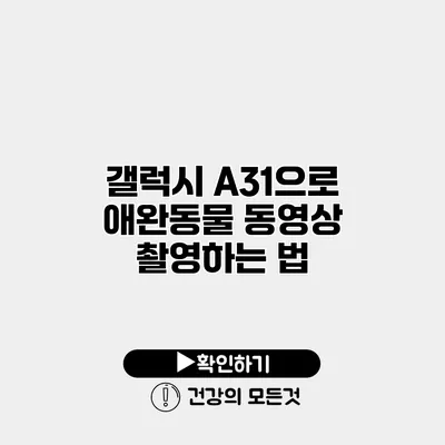 갤럭시 A31으로 애완동물 동영상 촬영하는 법